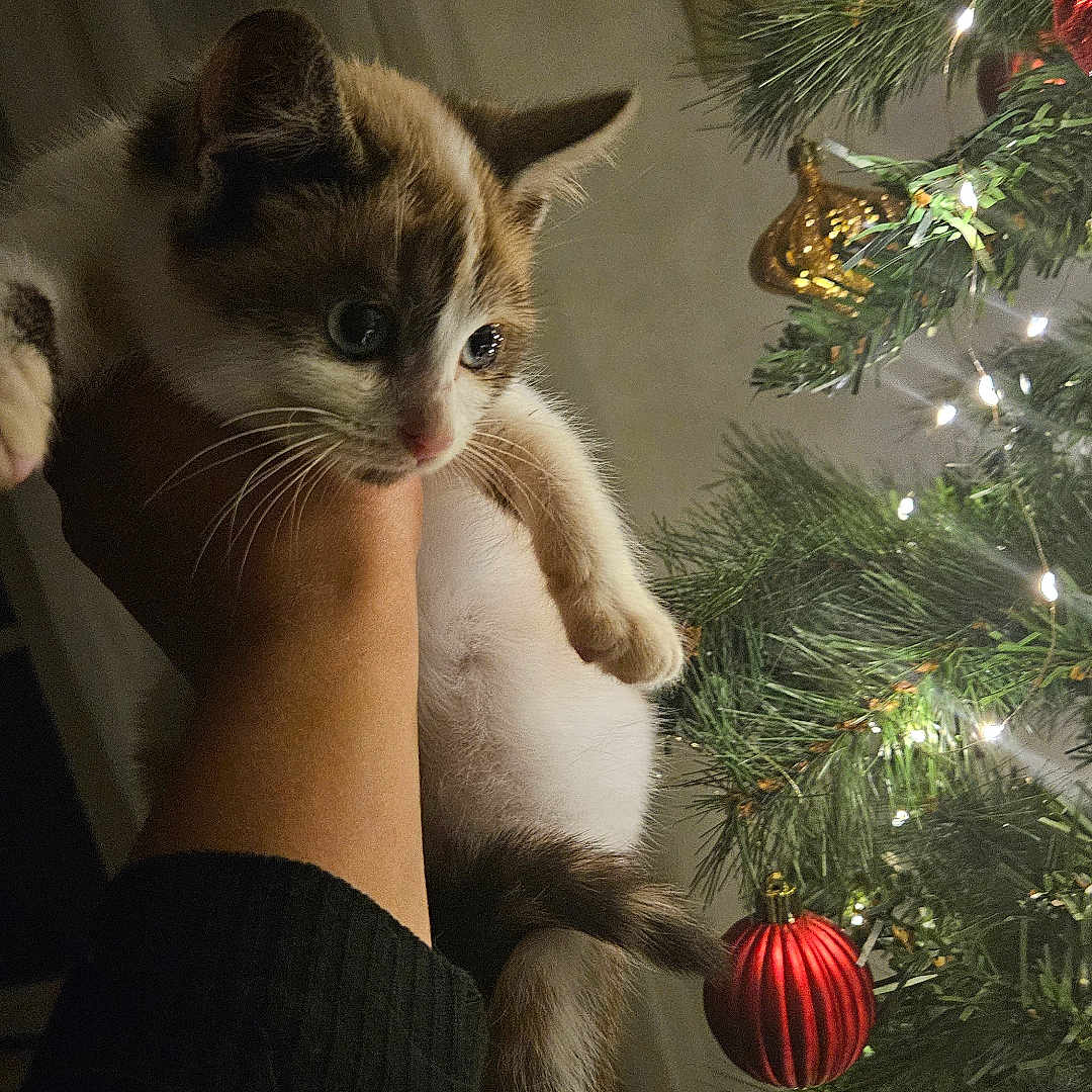 Cléo a rejoint le concours — aidez-le/la à gagner de superbes lots ! abyssinian, accessories, animal, cat, christmas, christmasdecorations, christmastree, conifer, festival, fir, kitten, lighting, manx, ornament, pet, plant, siamese, sphere, tree, wood