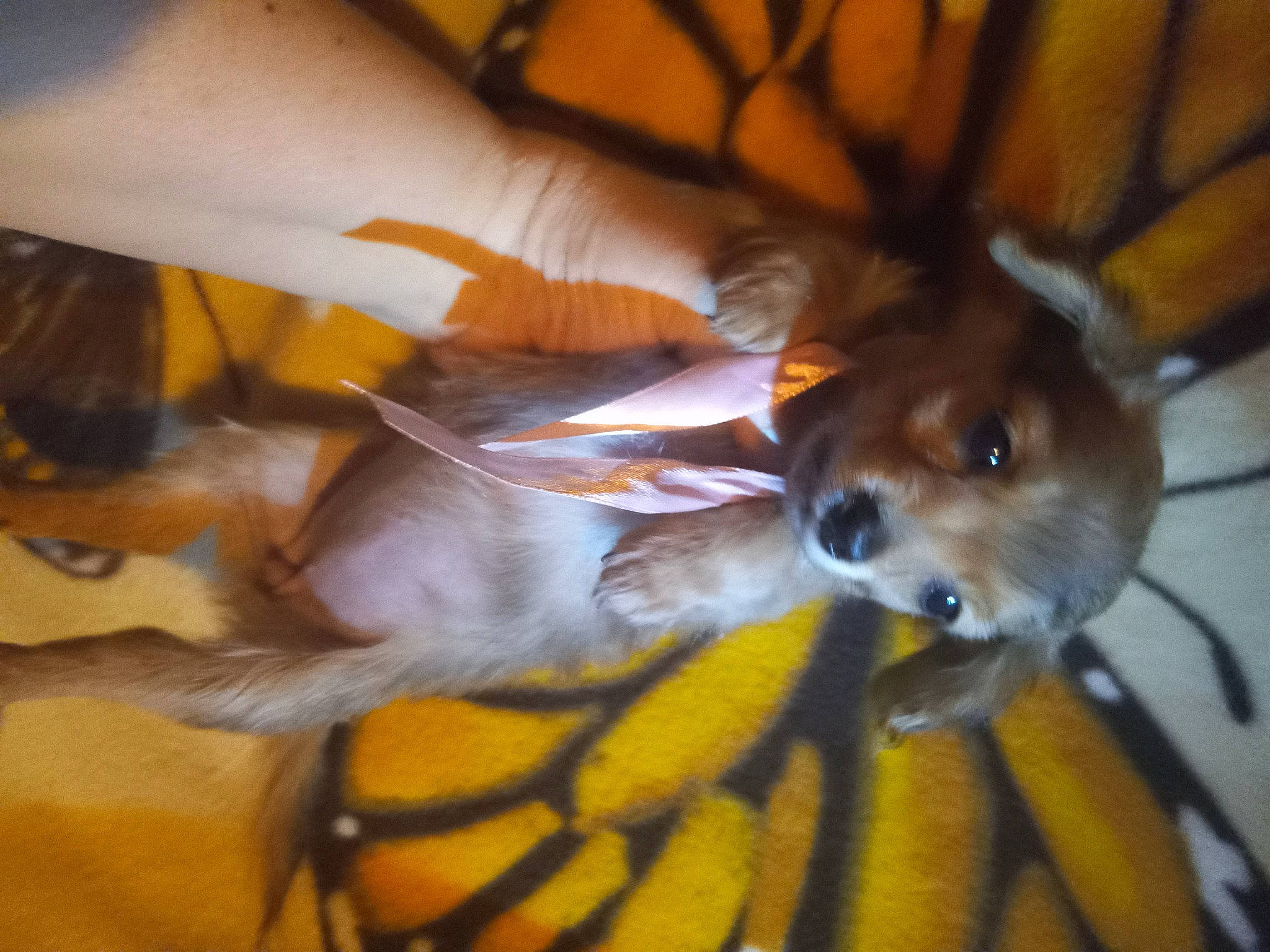 Cookee is registered to the contest to win money with this photo: canidae, carnivore, chihuahua, comfort, companion_dog, dog, dog_breed, dog_clothes, dog_supply, ear, fawn, fur, paw, pomeranian, snout, sporting_group, tail, toy_dog, whiskers, working_animal