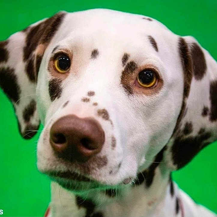 Kina is registered to the contest to win money with this photo: animal, canine, dalmatian, dog, hound, pet, puppy