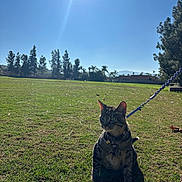 Pixie is registered to the contest to win money with this photo: cat, tabby_cat, grass, leash, outdoor, sunlight, blue_sky, trees, field, nature, pet, animal, daylight, shadow, collar, greenery, sunflare, leisure, park, domestic_cat