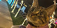 Pixie joined the competition — help win amazing prizes! cat, tabby_cat, pink_sweater, bell_collar, night, festive_lights, light_tunnel, outdoor, sidewalk, curious, wide_eyes, animal, pet, warm_clothing, holding, person, holiday, celebration, glowing, sparkle