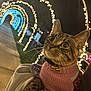 cat, tabby_cat, pink_sweater, bell_collar, night, festive_lights, light_tunnel, outdoor, sidewalk, curious, wide_eyes, animal, pet, warm_clothing, holding, person, holiday, celebration, glowing, sparkle
