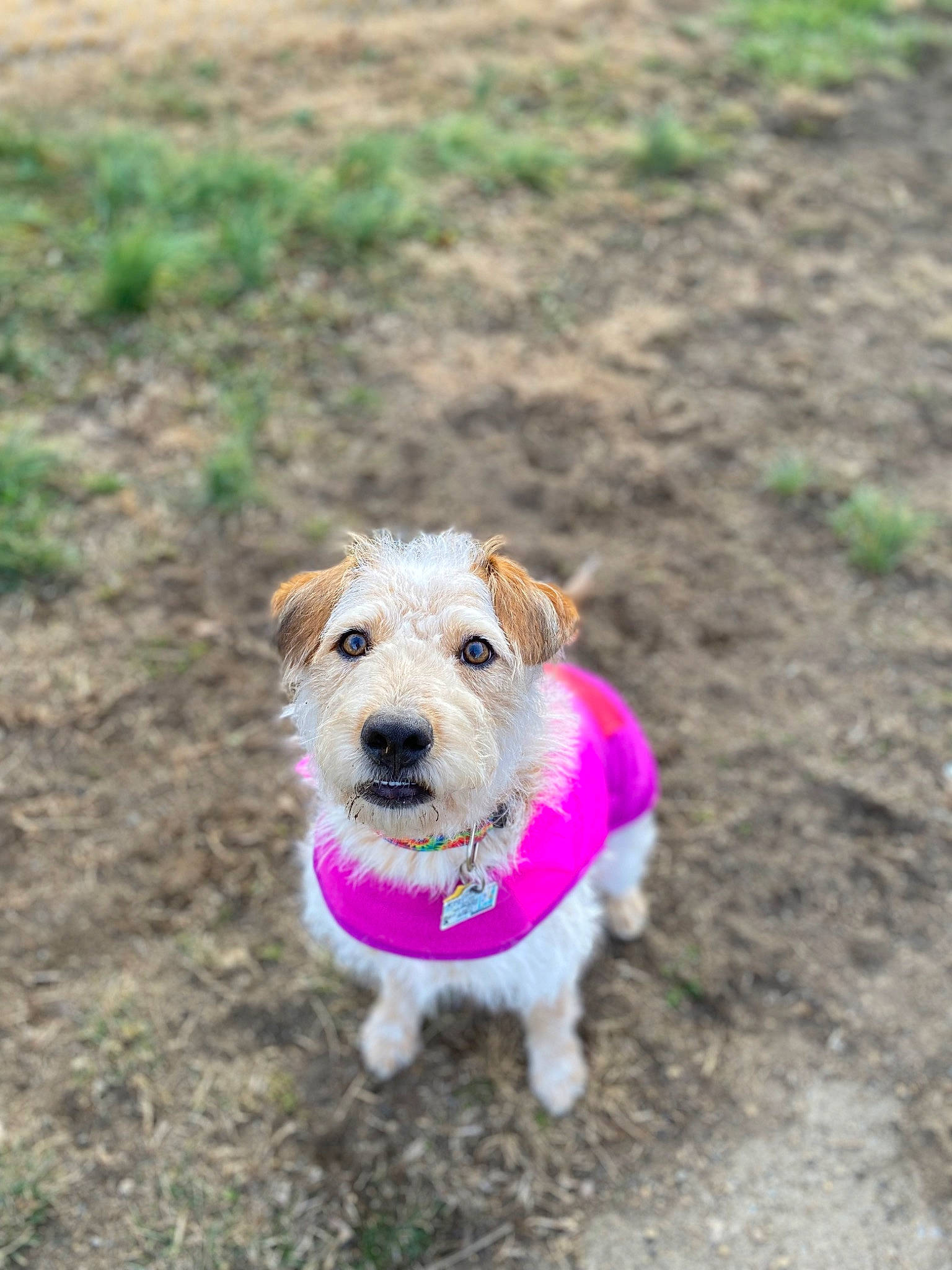 Ruby Roo joined the competition — help win amazing prizes! canidae, carnivore, collar, companion_dog, dog, dog_breed, dog_clothes, dog_collar, dog_supply, fawn, grass, leash, pet_supply, small_terrier, snout, sporting_group, tail, terrier, wire_hair_fox_terrier, working_animal