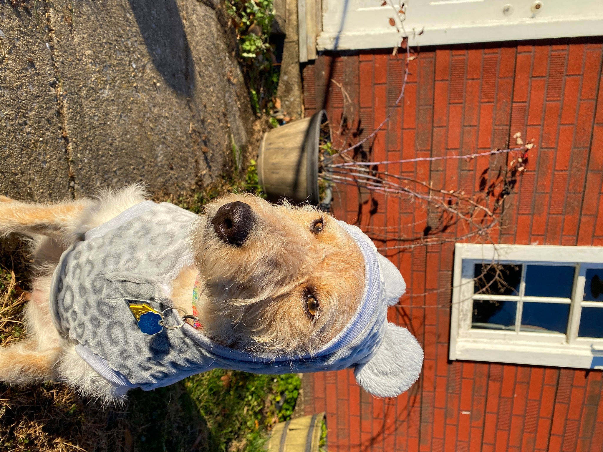 Ruby Roo is registered to the contest to win money with this photo: brickwork, building, canidae, carnivore, collar, companion_dog, dog, dog_breed, fawn, fur, grass, house, leash, plant, sculpture, snout, sporting_group, window, wood, working_animal