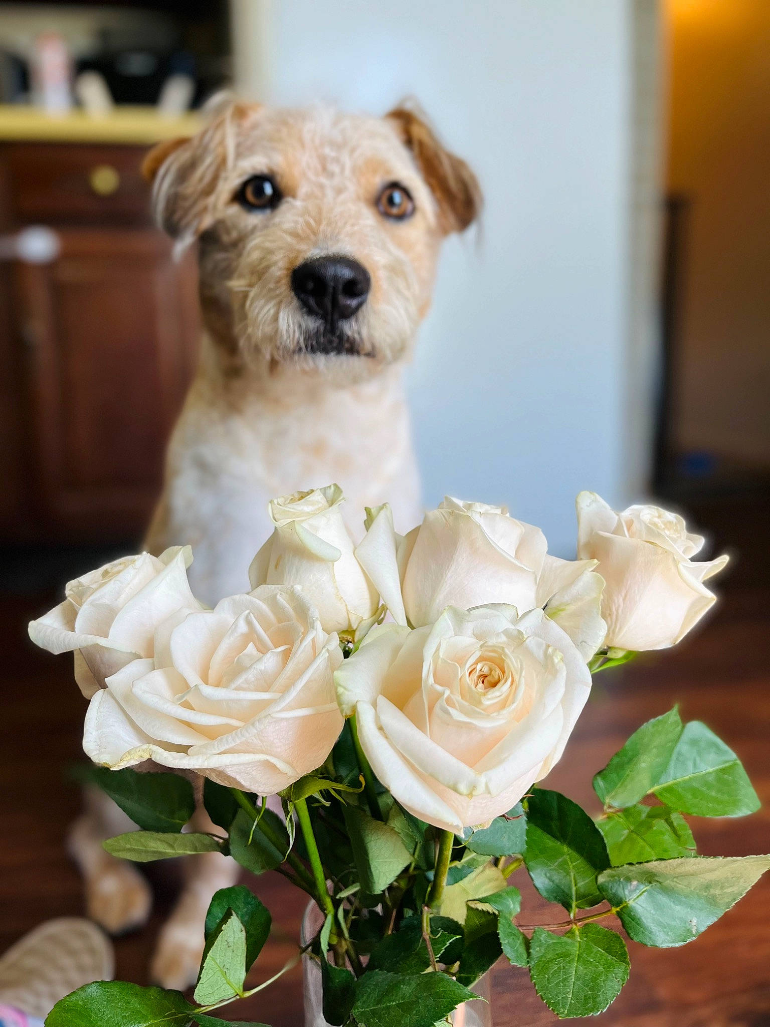 Ruby Roo joined the competition — help win amazing prizes! artificial_flower, bouquet, carnivore, companion_dog, cut_flowers, dog, dog_breed, fawn, flower, flower_arranging, formal_wear, garden_roses, hybrid_tea_rose, petal, plant, rose, rose_family, rose_order, wedding_ceremony_supply, whiskers