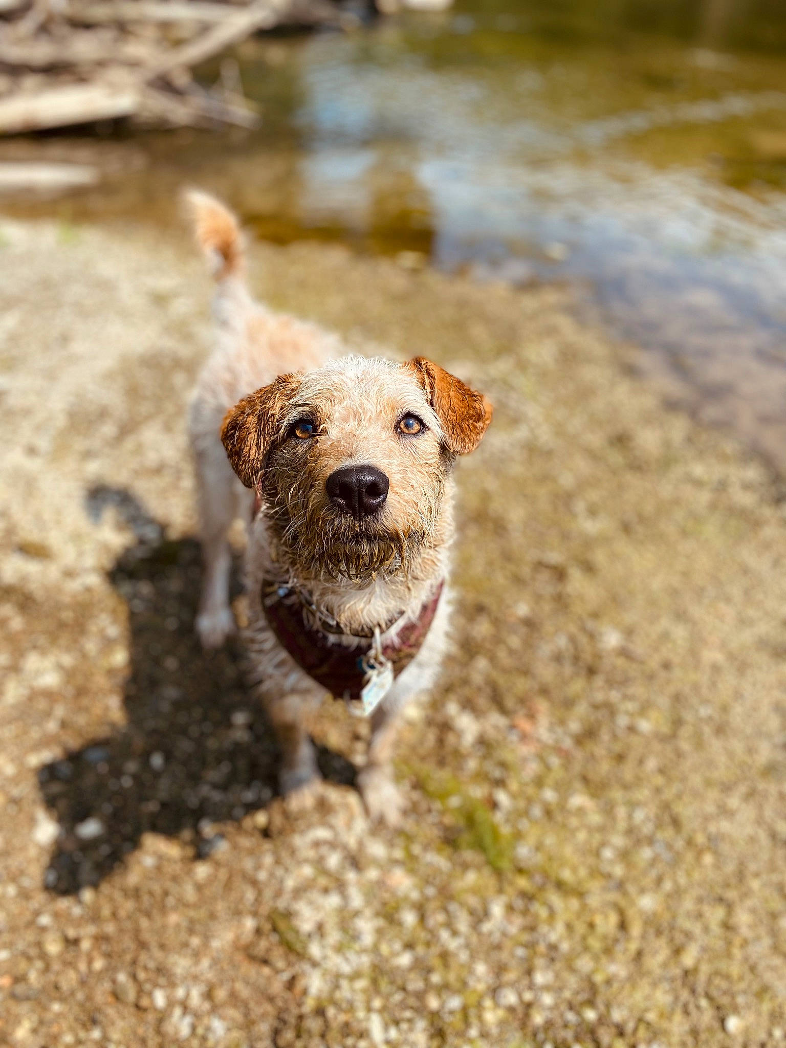 Ruby Roo joined the competition — help win amazing prizes! canidae, carnivore, companion_dog, dog, dog_breed, fawn, leash, liver, puddle, road_surface, sand, snout, soil, sporting_group, street_dog, tail, terrestrial_animal, water, wood, working_animal