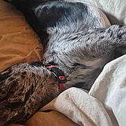 Buck a rejoint le concours — aidez-le/la à gagner de superbes lots ! bed, black, blanket, canine, collar, comfort, cozy, dog, domestic_animal, fur, indoor, muzzle, nap, pet, pink_collar, relaxed, resting, sleeping, speckled, white