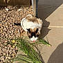 animal, brown, cat, closeup, concrete, curious, daylight, fur, grass, nature, outdoor, pet, plant, rocks, shadow, sidewalk, small, sunlight, tongue, white