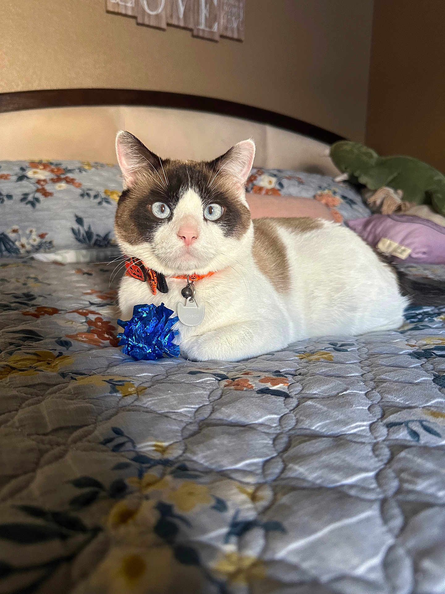 Bombón joined the competition — help win amazing prizes! animal, bed, blue_eyes, cat, close_up, collar, cute, domestic_animal, feline, floral_pattern, fur, head, indoor, pet, pink_nose, portrait, quilt, resting, toy, whiskers