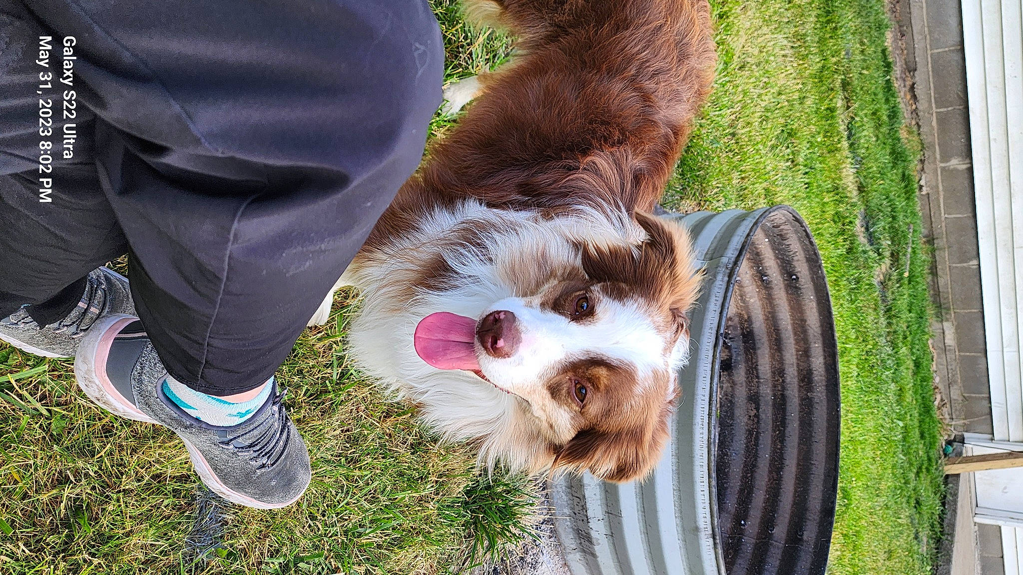 Ollie is registered to the contest to win money with this photo: canidae, carnivore, companion_dog, dog, dog_breed, dog_sports, fawn, foot, fun, fur, grass, herding_dog, human_leg, plant, snout, sporting_group, tail, terrestrial_animal, toy_dog, working_animal