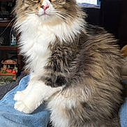 Lakota is registered to the contest to win money with this photo: animal, cat, close_up, comfort, cozy, cute, domestic_animal, feline, fluffy, furniture, green_eyes, home, indoor, long_hair, pet, pink_nose, portrait, relaxed, sitting, soft_light