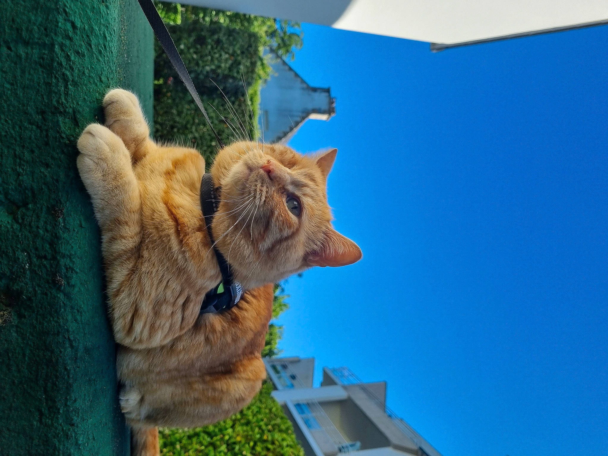 Maximinus a rejoint le concours — aidez-le/la à gagner de superbes lots ! azure, carnivore, cat, dog_breed, domestic_short_haired_cat, electric_blue, fawn, felidae, fur, gesture, plant, sky, small_to_medium_sized_cats, snout, sporting_group, tail, tree, whiskers, window, wood