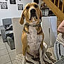 dog, indoor, chair, pet, canine, living_room, stairs, wall_art, furniture, floor_tiles, collar, brown, white, black, person_partial, table, decor, sitting, animal, home