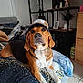 Dino participe au concours pour gagner de l'argent avec cette photo : dog, cap, couch, blanket, indoor, living_room, furniture, shelf, statue, figurine, floor_tiles, decor, pet, brown, white, black, relaxed, animal, portrait, home