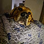 Dino participe au concours pour gagner de l'argent avec cette photo : dog, pet, resting, quilt, blanket, floral_pattern, indoor, cozy, sleepy, brown_dog, close_up, snout, ears, fur, home, comfort, relaxed, face, animal, canine