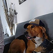 Dino a rejoint le concours — aidez-le/la à gagner de superbes lots ! dog, cap, couch, blanket, indoor, decor, painting, lion, wall_art, furniture, pet, chain_collar, relaxed, tongue_out, brown_dog, black_and_tan, living_room, plant_decoration, home, resting
