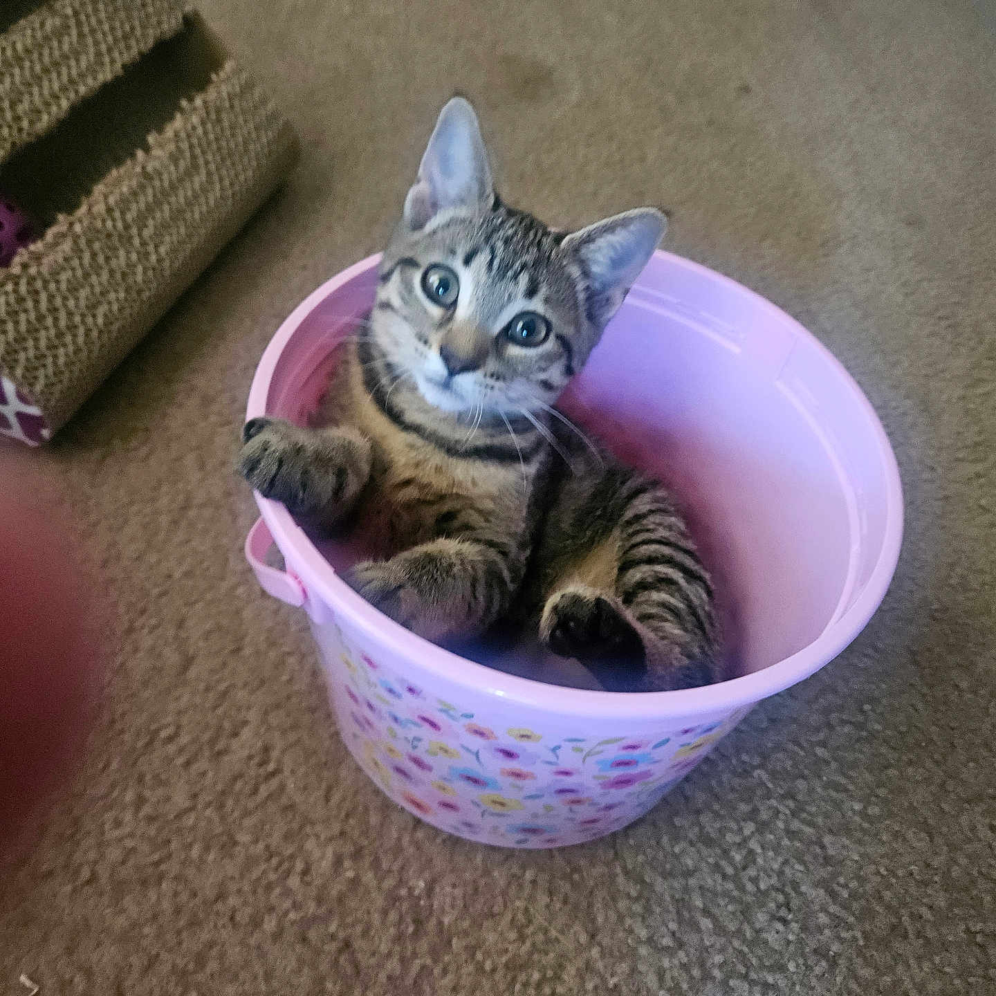 Miss Bean is registered to the contest to win money with this photo: animal, bucket, carpet, cat, colorful, cozy, curious, cute, feline, floral_pattern, indoor, kitten, looking_up, pet, pink, relaxed, scratcher, tabby, toy, young