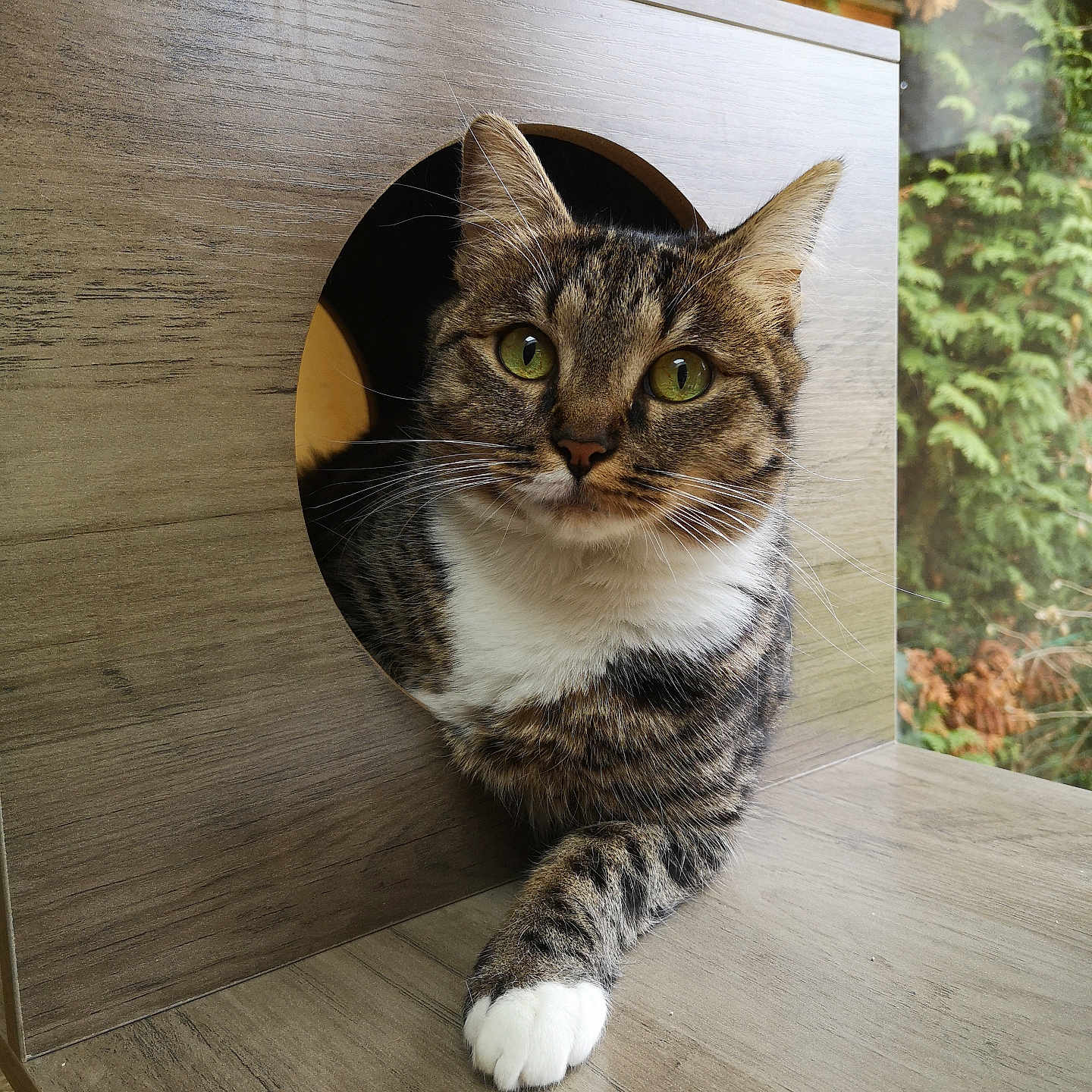 Minouchette