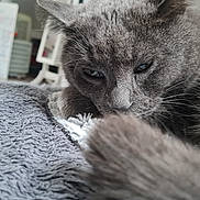 Chouchou participe au concours pour gagner de l'argent avec cette photo : cat, gray_cat, close_up, sleepy, pet, indoor, blanket, feline, fur, animal, resting, cozy, domestic, whiskers, soft, texture, face, paw, home, relaxed