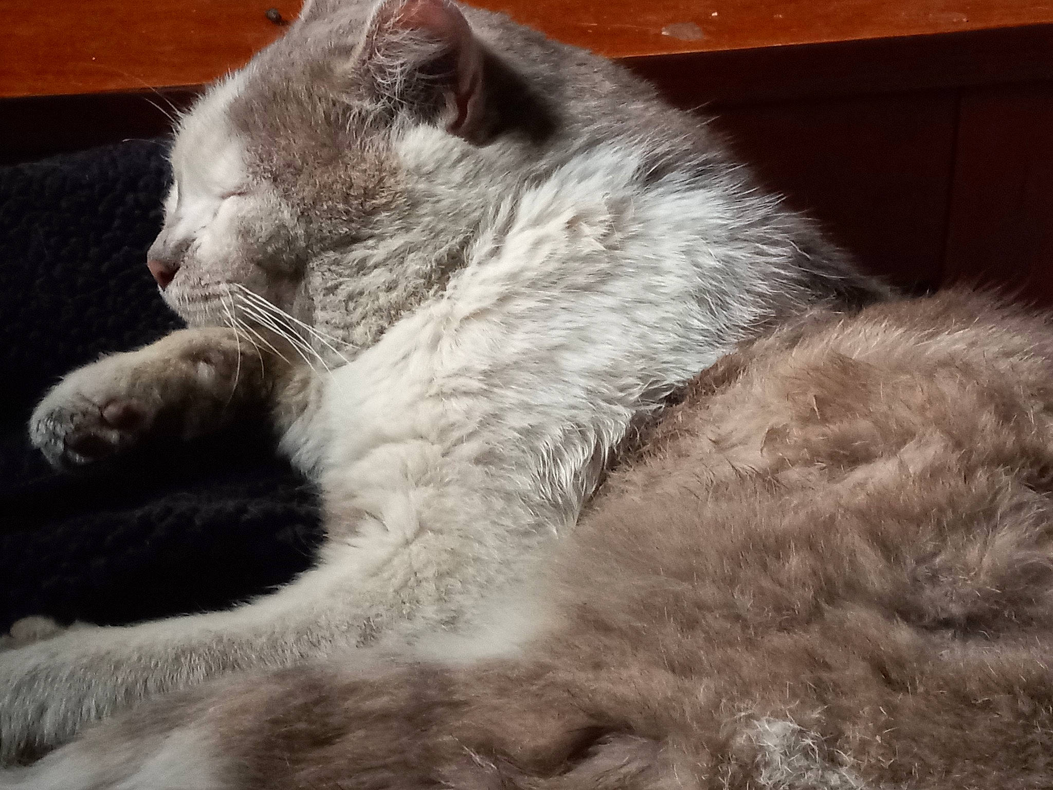 Mr. Handsome joined the competition — help win amazing prizes! british_longhair, carnivore, cat, claw, comfort, domestic_short_haired_cat, felidae, fur, nap, paw, russian_blue, sleep, small_to_medium_sized_cats, snout, tail, terrestrial_animal, whiskers, wildlife, window