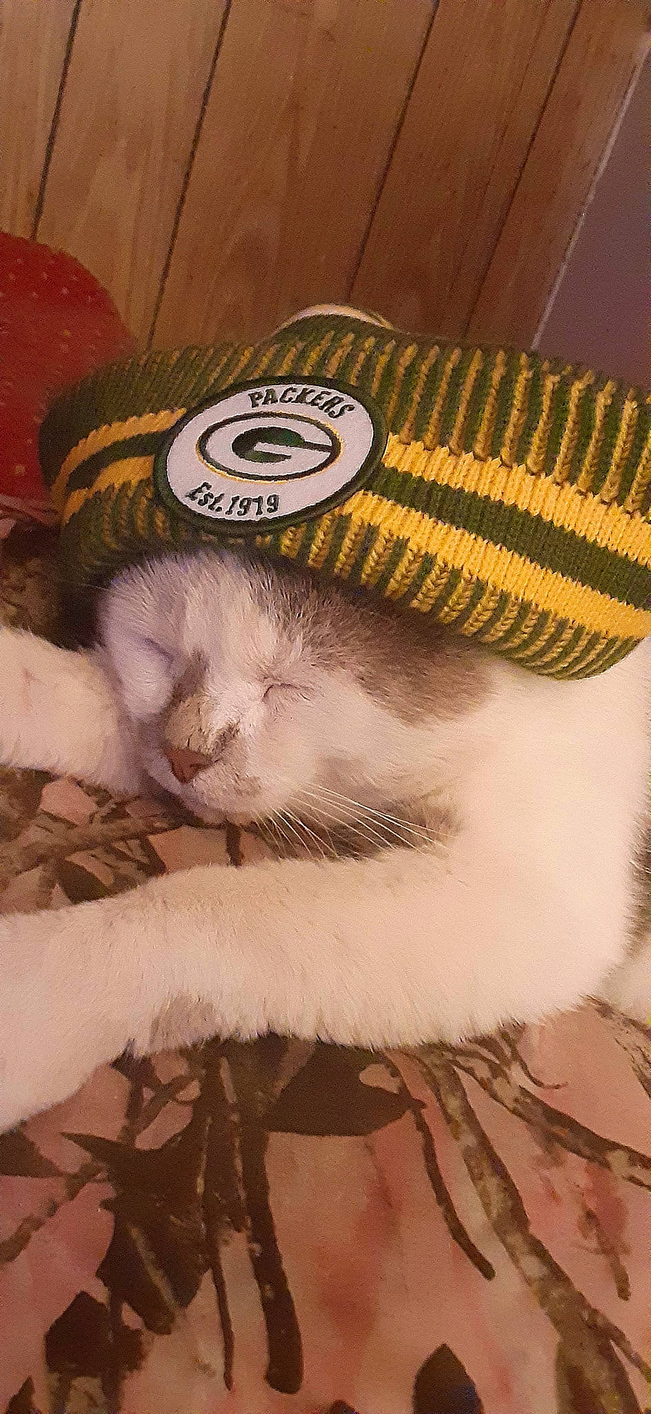 Mr. Handsome joined the competition — help win amazing prizes! art, cap, carnivore, cat, comfort, domestic_short_haired_cat, eye, eyelash, fashion_accessory, fawn, felidae, fur, glasses, hat, head, headgear, small_to_medium_sized_cats, tail, whiskers, wool