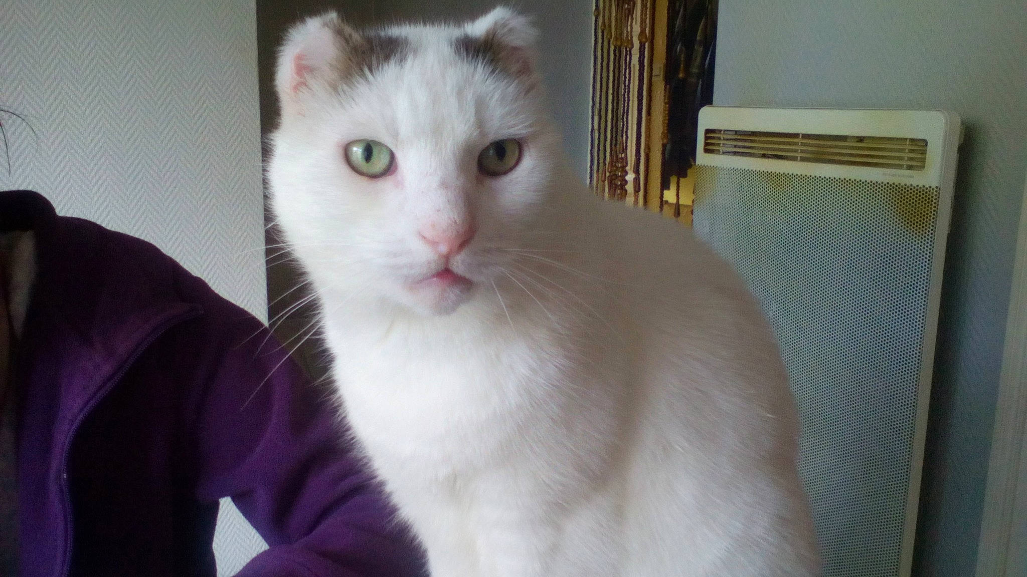 Mimi a rejoint le concours — aidez-le/la à gagner de superbes lots ! carnivore, cat, domestic_short_haired_cat, felidae, fur, iris, lavender, purple, small_to_medium_sized_cats, snout, turkish_angora, vertebrate, violet, whiskers