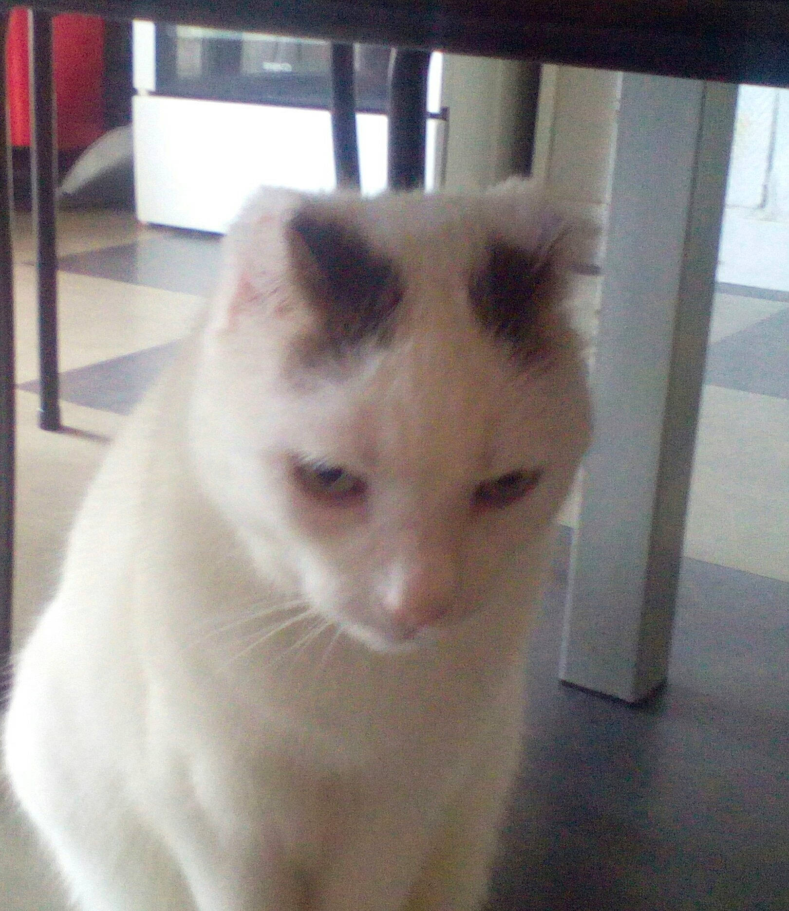 Mimi a rejoint le concours — aidez-le/la à gagner de superbes lots ! carnivore, cat, domestic_long_haired_cat, felidae, floor, flooring, fur, iris, small_to_medium_sized_cats, snout, turkish_angora, vertebrate, whiskers