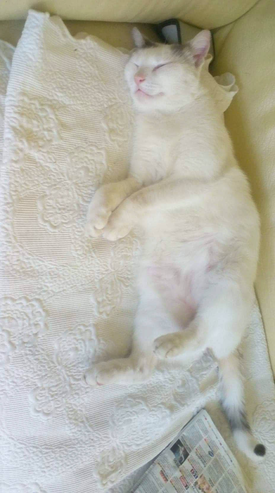 Mimi participe au concours pour gagner de l'argent avec cette photo : carnivore, cat, claw, domestic_short_haired_cat, facial_expression, fawn, felidae, fur, paw, pet_supply, small_to_medium_sized_cats, snout, tail, terrestrial_animal, toe, turkish_angora, vertebrate, whiskers