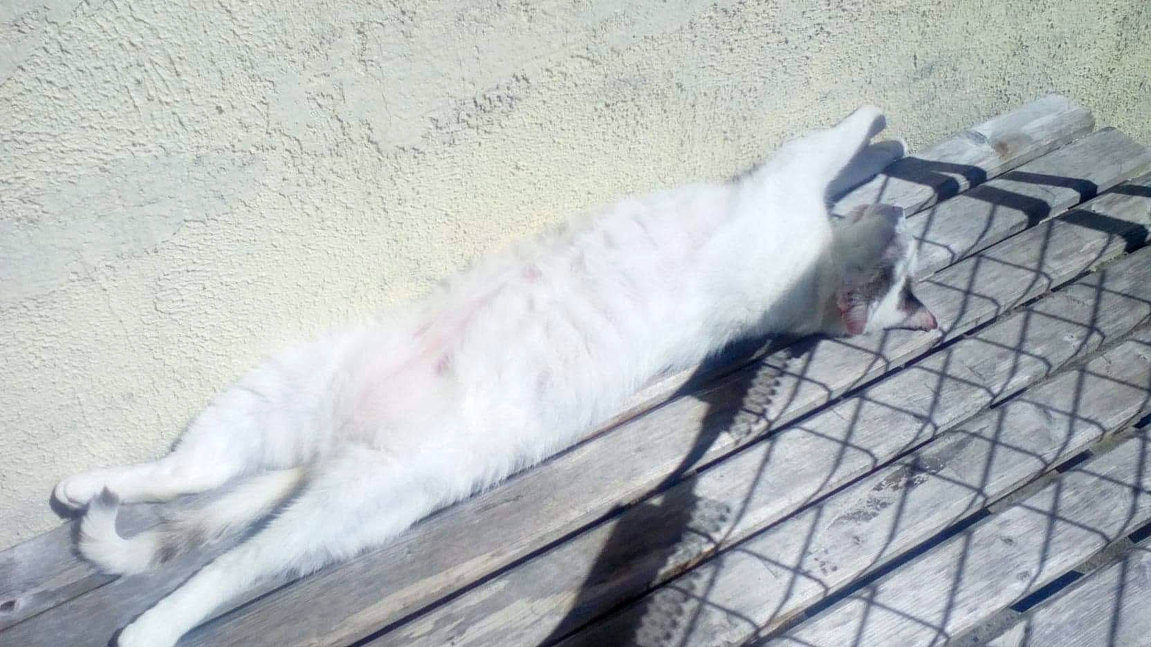 Mimi participe au concours pour gagner de l'argent avec cette photo : carnivore, cat, claw, felidae, fur, mesh, paw, small_to_medium_sized_cats, tail, terrestrial_animal, whiskers, wire_fencing