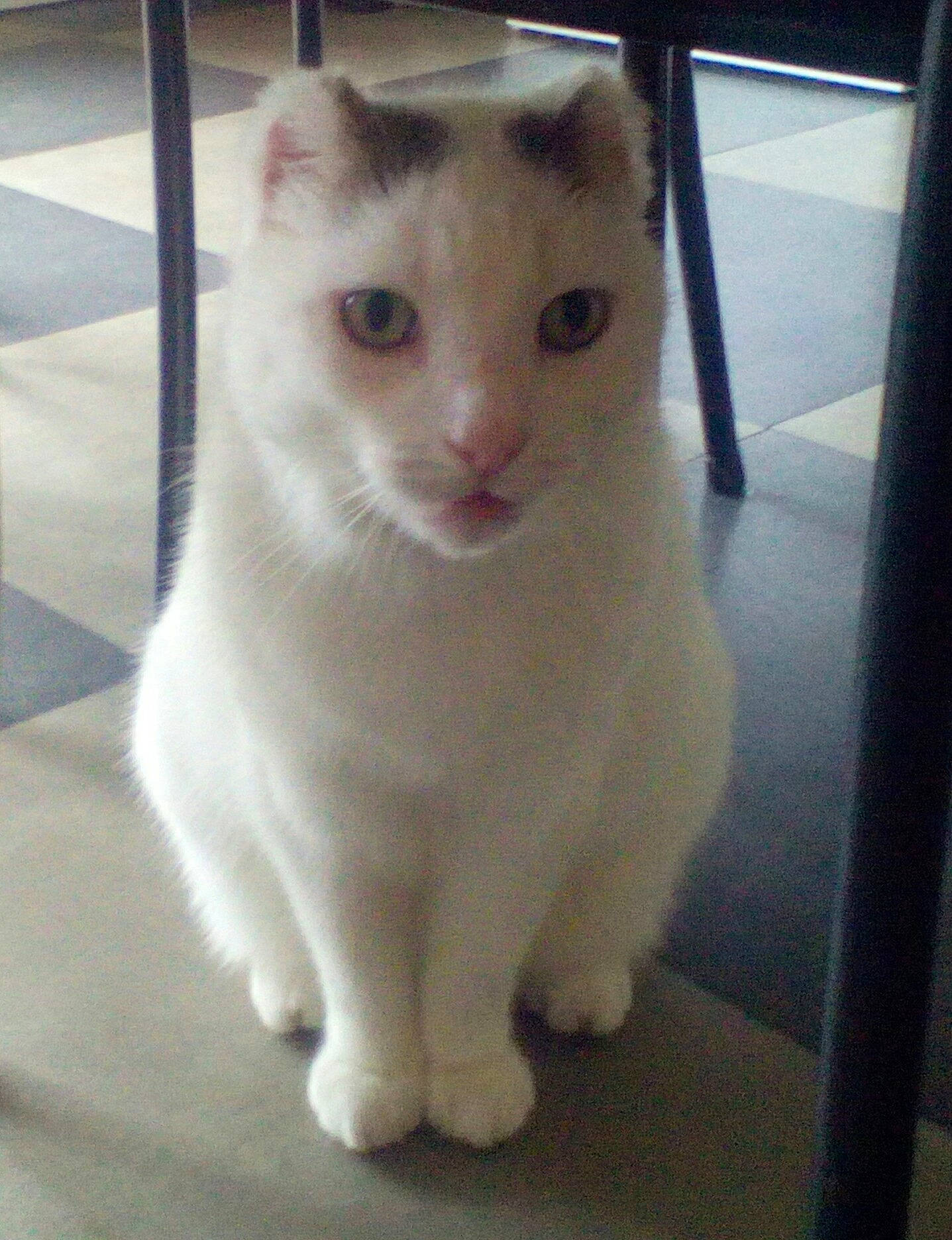 Mimi a rejoint le concours — aidez-le/la à gagner de superbes lots ! carnivore, cat, domestic_short_haired_cat, felidae, floor, flooring, fur, small_to_medium_sized_cats, snout, tail, tile, turkish_angora, vertebrate, whiskers