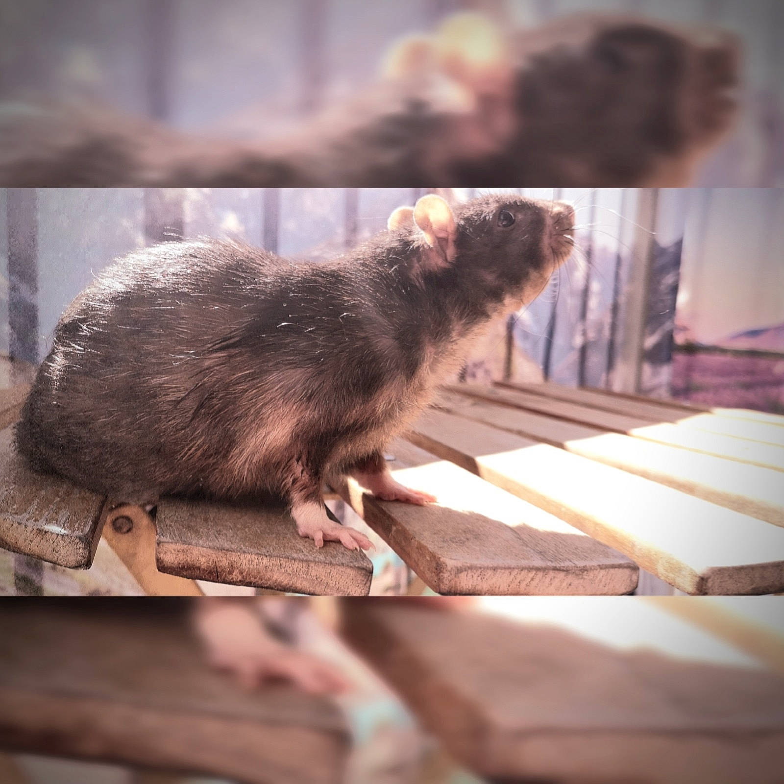 Khal-drogo a rejoint le concours — aidez-le/la à gagner de superbes lots ! fur, gerbil, muridae, muroidea, organism, rat, rodent, tail, zoo