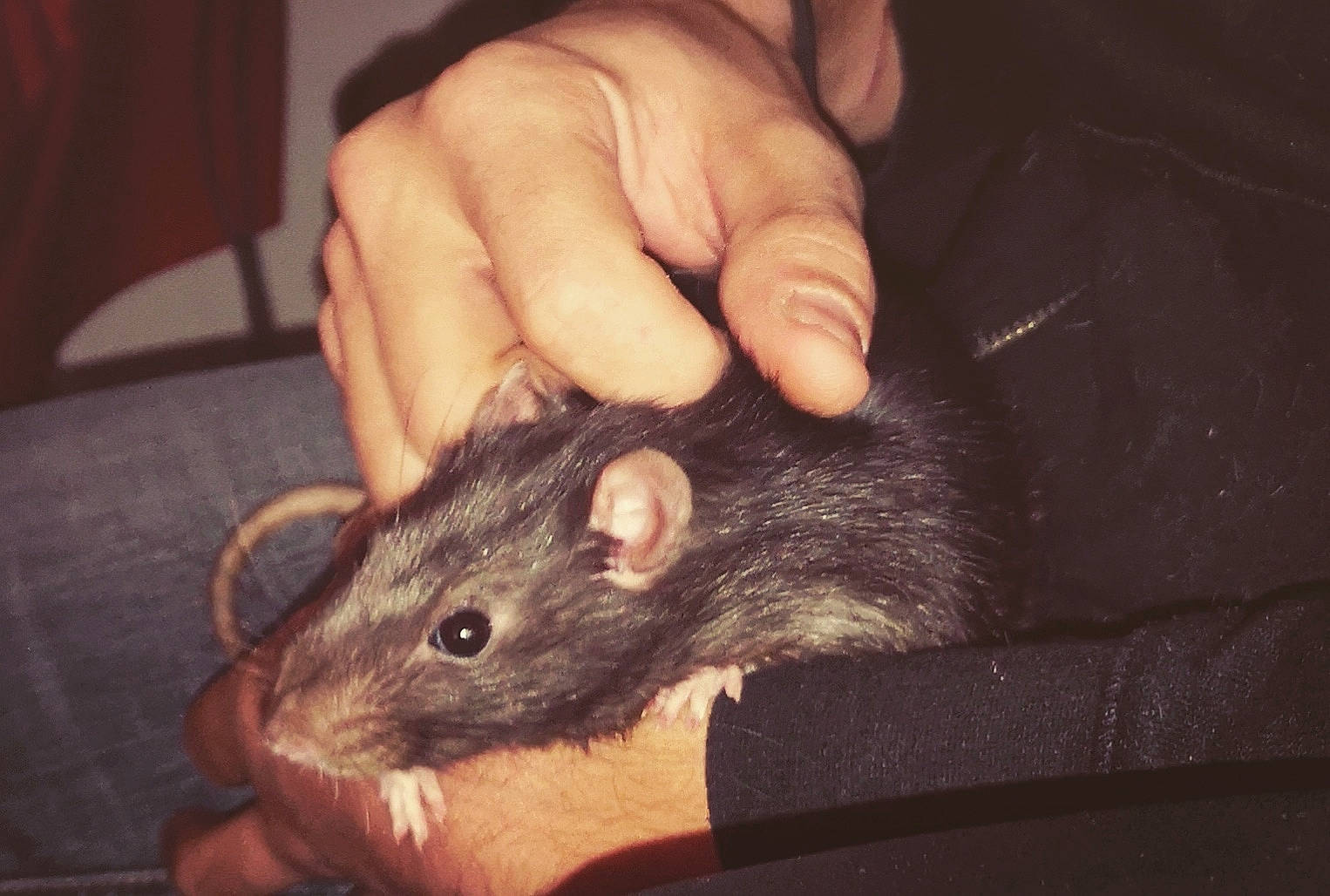 Khal-drogo a rejoint le concours — aidez-le/la à gagner de superbes lots ! beige, dormouse, ear, fawn, finger, fur, gerbil, hamster, hand, mammal, mouse, muridae, muroidea, pest, rat, rodent, snout, whiskers