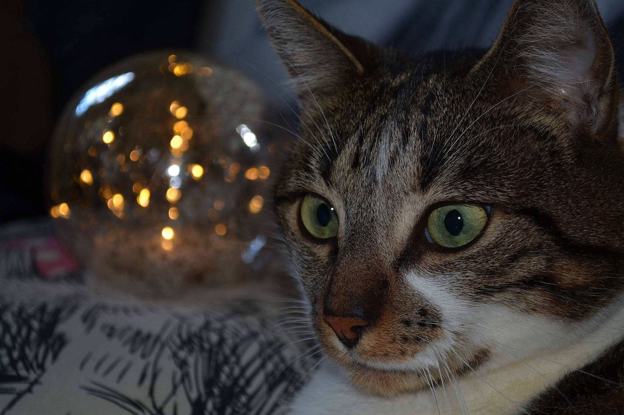 Shacco participe au concours pour gagner de l'argent avec cette photo : aegean_cat, american_shorthair, american_wirehair, asian, california_spangled, carnivore, cat, close_up, domestic_short_haired_cat, dragon_li, european_shorthair, eye, felidae, fur, kitten, ocicat, small_to_medium_sized_cats, snout, tabby_cat, whiskers