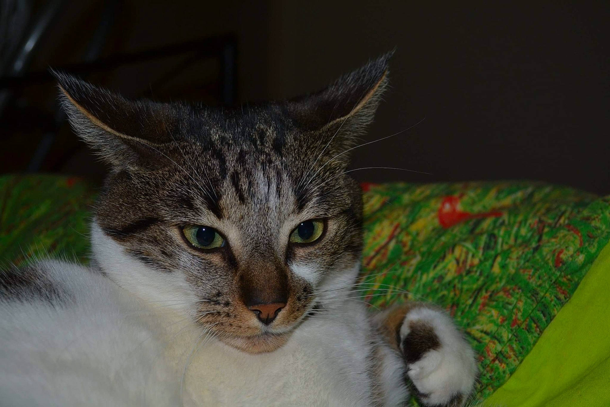 Shacco a rejoint le concours — aidez-le/la à gagner de superbes lots ! aegean_cat, american_shorthair, american_wirehair, asian, carnivore, cat, domestic_short_haired_cat, european_shorthair, eye, felidae, fur, kitten, mammal, singapura, small_to_medium_sized_cats, snout, tabby_cat, vertebrate, whiskers, wildlife