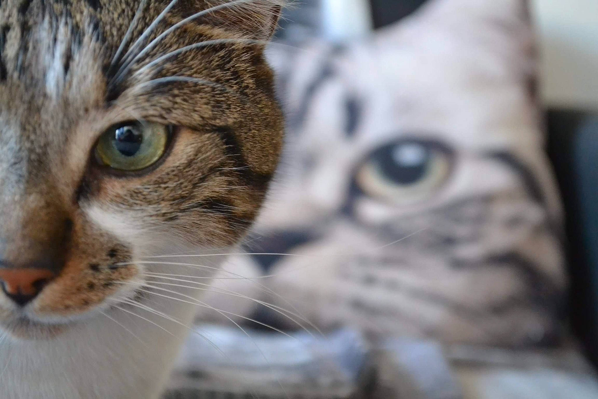 Shacco a rejoint le concours — aidez-le/la à gagner de superbes lots ! aegean_cat, american_shorthair, asian, australian_mist, bengal, carnivore, cat, close_up, domestic_short_haired_cat, dragon_li, european_shorthair, eye, felidae, mammal, nose, ocicat, small_to_medium_sized_cats, snout, tabby_cat, whiskers