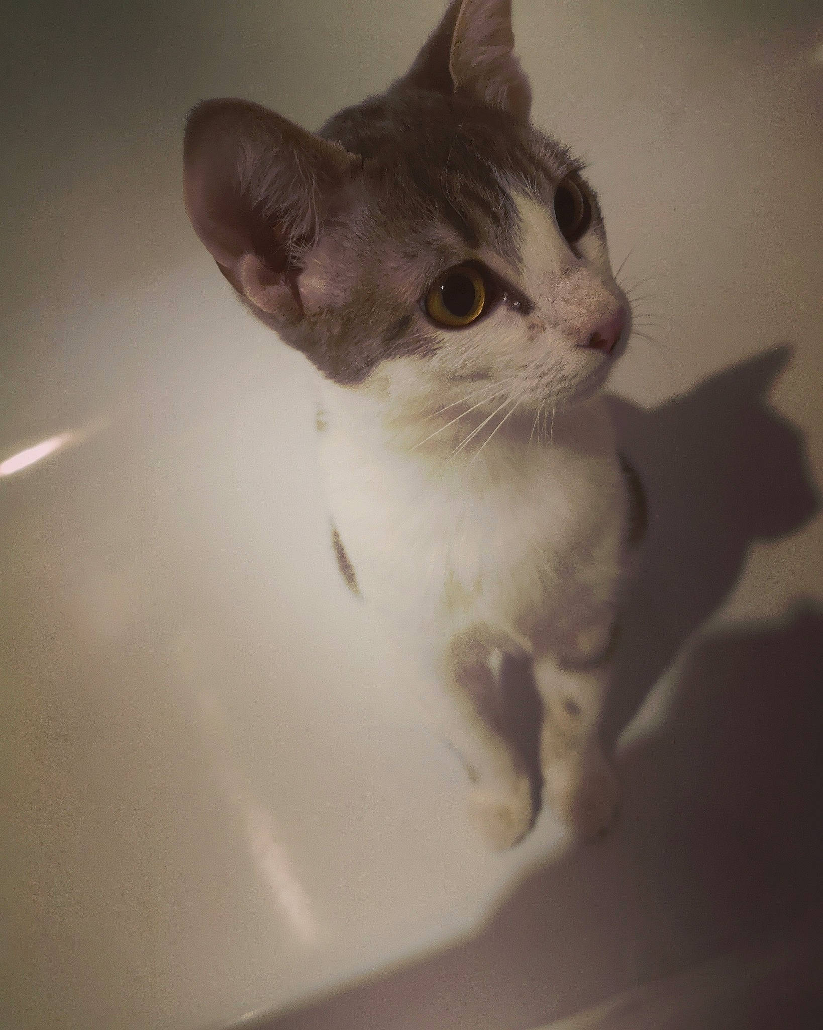 Tina a rejoint le concours — aidez-le/la à gagner de superbes lots ! aegean_cat, american_wirehair, asian, carnivore, cat, domestic_short_haired_cat, ear, european_shorthair, eye, felidae, kitten, small_to_medium_sized_cats, snout, whiskers