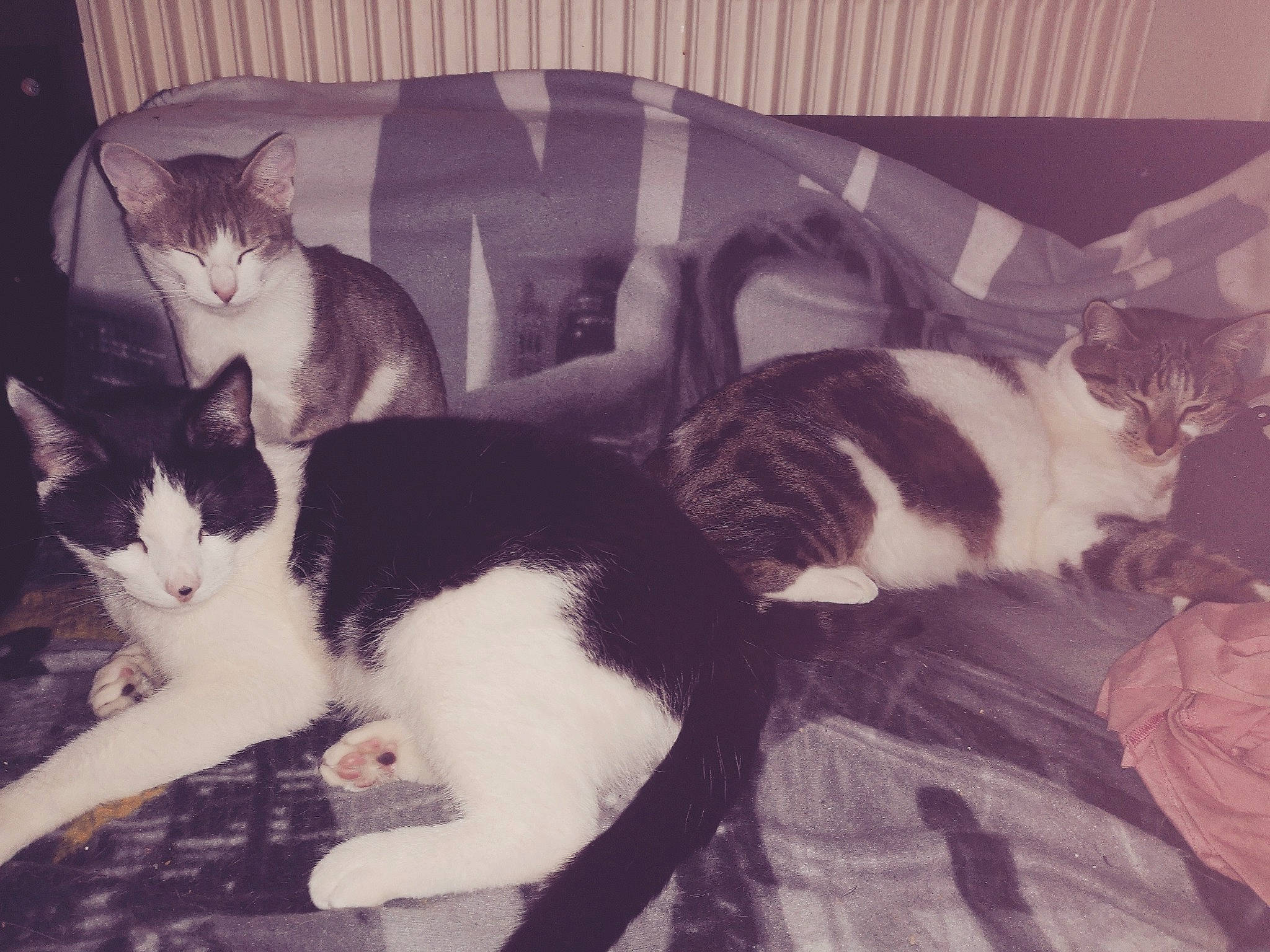 Tina a rejoint le concours — aidez-le/la à gagner de superbes lots ! black_and_white, black_cat, carnivore, cat, domestic_short_haired_cat, ear, european_shorthair, felidae, fur, kitten, lap, leg, love, polydactyl_cat, sky, small_to_medium_sized_cats, snapshot, square, tail, whiskers