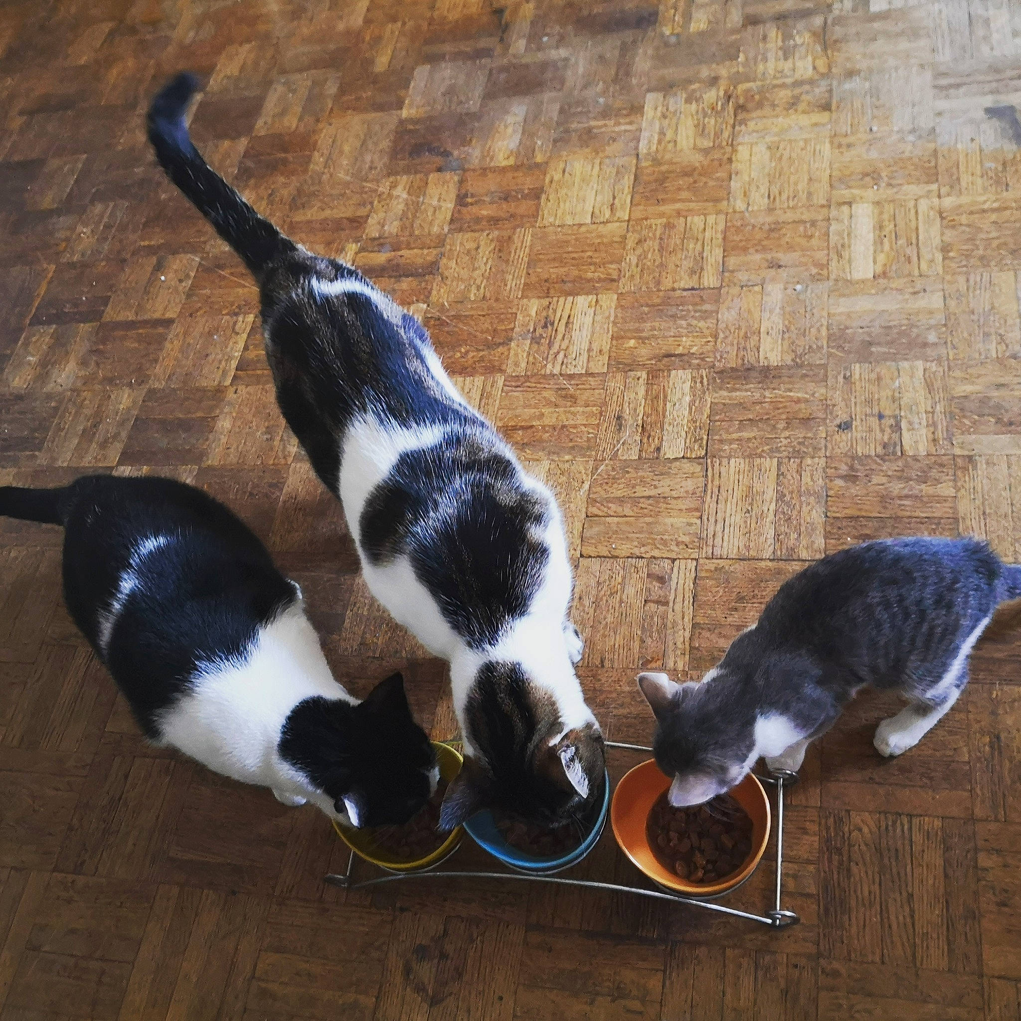 Tina participe au concours pour gagner de l'argent avec cette photo : canidae, carnivore, cat, dog_breed, felidae, mammal, small_to_medium_sized_cats, snout, sporting_group, tail, whiskers