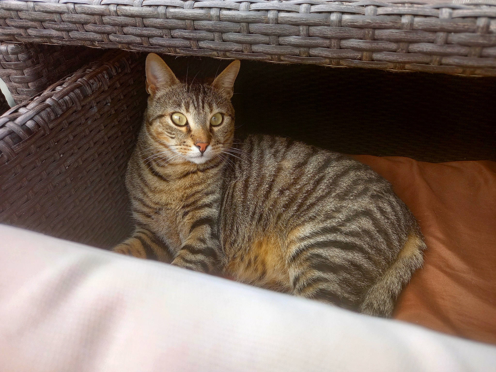 Titi Hosto participe au concours pour gagner de l'argent avec cette photo : carnivore, cat, cat_supply, comfort, domestic_short_haired_cat, felidae, fur, paw, sitting, small_to_medium_sized_cats, snout, tail, terrestrial_animal, whiskers, wildlife