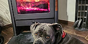 Ursa participe au concours pour gagner de l'argent avec cette photo : dog, gray_dog, wood_floor, fireplace, fire, glowing_embers, stove, indoor, pet, relaxed, warm, cozy, amber_eyes, collar, furniture, home, domestic, animal, resting, wooden