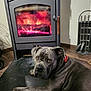 dog, gray_dog, wood_floor, fireplace, fire, glowing_embers, stove, indoor, pet, relaxed, warm, cozy, amber_eyes, collar, furniture, home, domestic, animal, resting, wooden