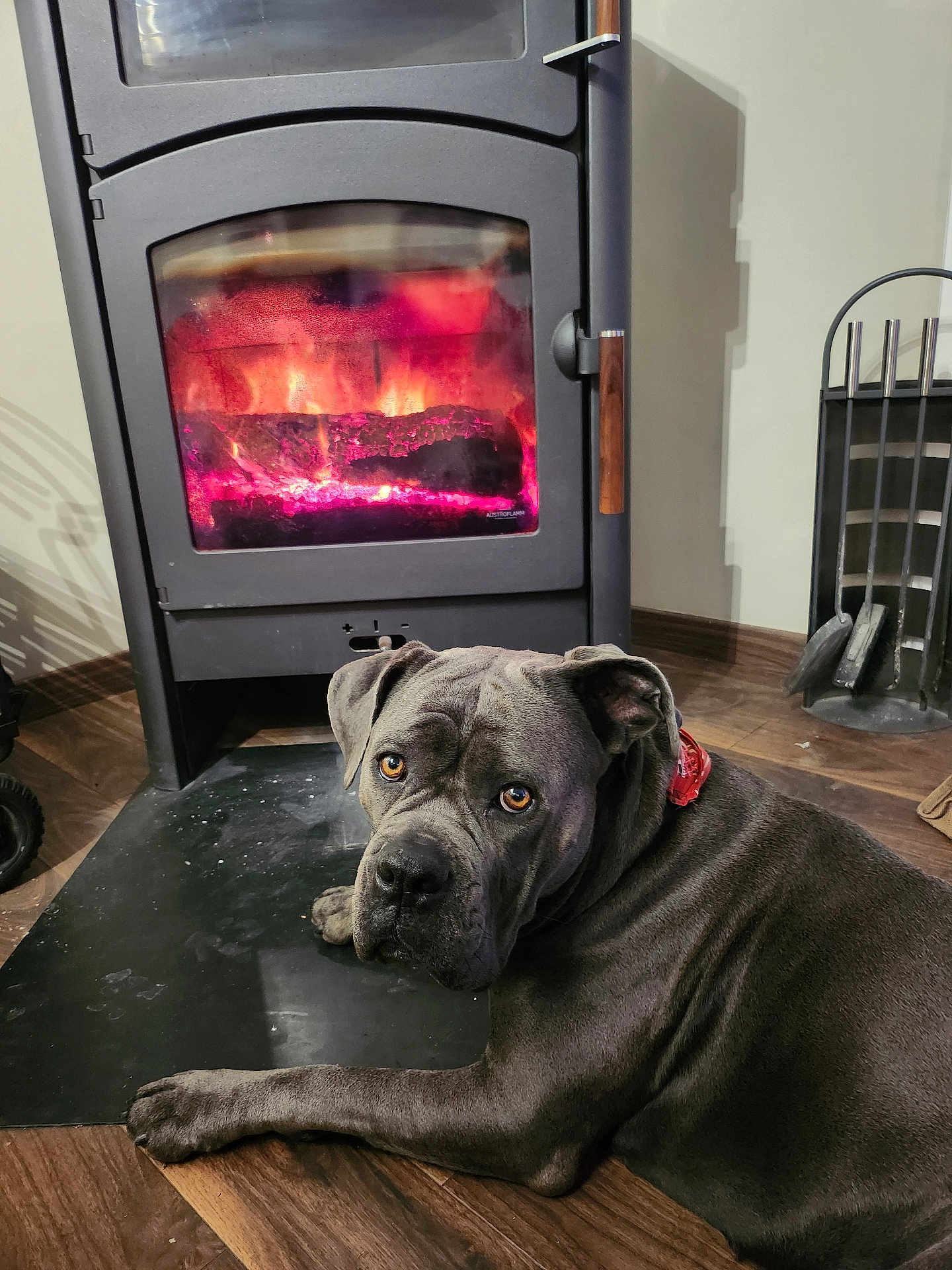 Ursa participe au concours pour gagner de l'argent avec cette photo : dog, gray_dog, wood_floor, fireplace, fire, glowing_embers, stove, indoor, pet, relaxed, warm, cozy, amber_eyes, collar, furniture, home, domestic, animal, resting, wooden