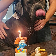 Ursa participe au concours pour gagner de l'argent avec cette photo : dog, pet, person, hand, candle, birthday, treats, meatballs, cheese, bone_shaped, table, celebration, smurf, indoor, black_shirt, orange_candle_holder, tongue_out, human_hand, close_up, brown_dog