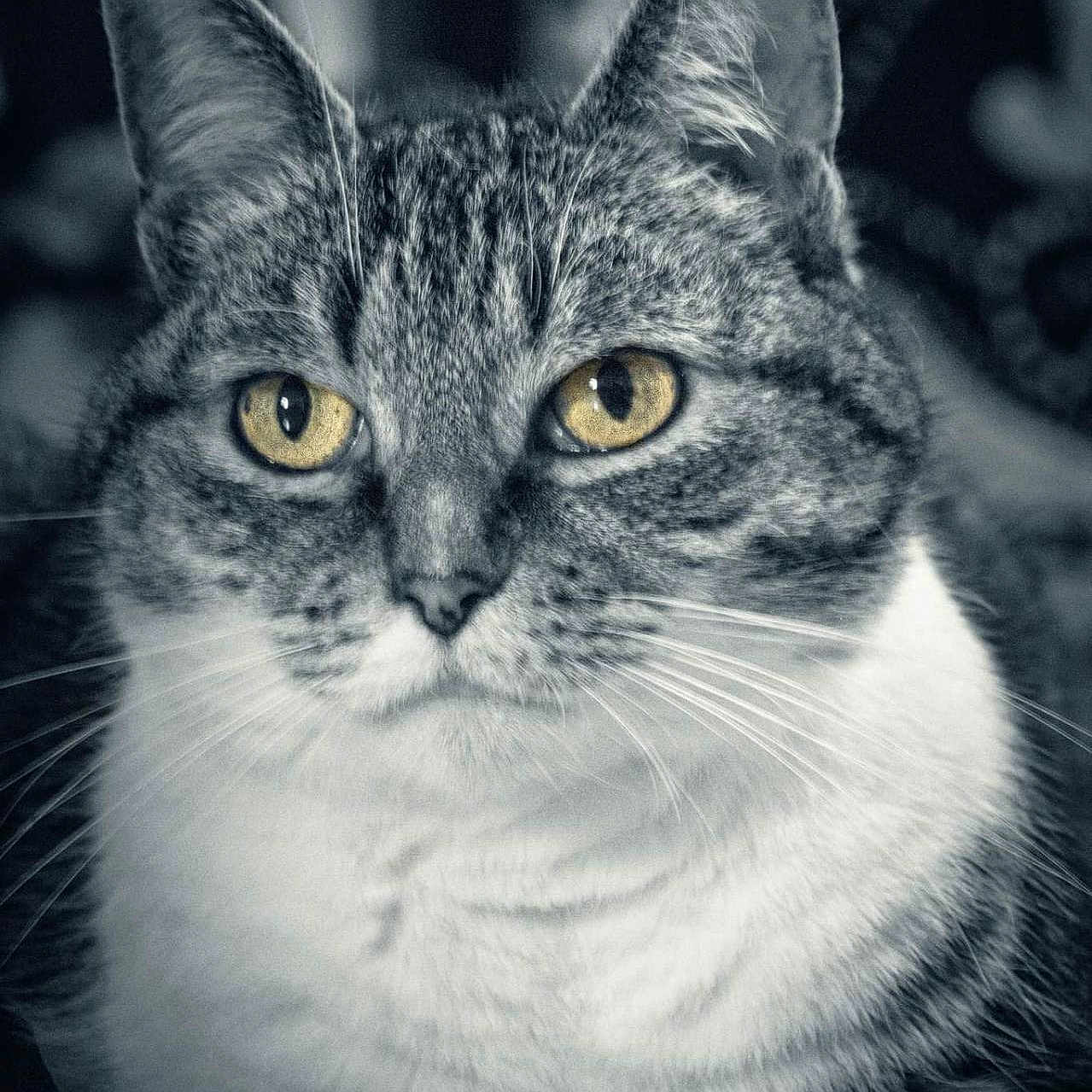 Gipsy participe au concours pour gagner de l'argent avec cette photo : abyssinian, angora, animal, cat, egyptiancat, kitten, manx, pet, siamese, snout