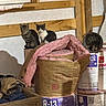 Bea is registered to the contest to win money with this photo: animal, black, box, brown, building_materials, cat, construction, curious, feline, gray, indoor, insulation, pet, pink, sitting, storage, tool, white, window, wood
