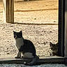 Bea joined the competition — help win amazing prizes! animal, cat, curious, daylight, doorway, feline, gravel, ground, light, nature, outdoor, peeking, pet, post, quiet, rustic, shadow, sitting, texture, two_animals