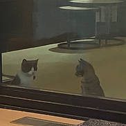 Bea joined the competition — help win amazing prizes! animal_face, carpet, cat, cats, domestic_animal, feline, floor, furniture, glass, home, indoor, pets, quiet, reflection, shadow, sitting, still, two_animals, vent, window