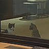 animal_face, carpet, cat, cats, domestic_animal, feline, floor, furniture, glass, home, indoor, pets, quiet, reflection, shadow, sitting, still, two_animals, vent, window