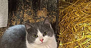 Bea is registered to the contest to win money with this photo: animal, barnyard, cat, closeup, cozy, curious, cute, farm, furry, gray_cat, hay, nature, outdoor, pet, rake, shovel, sitting, soft, straw, white_cat