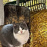animal, barnyard, cat, closeup, cozy, curious, cute, farm, furry, gray_cat, hay, nature, outdoor, pet, rake, shovel, sitting, soft, straw, white_cat